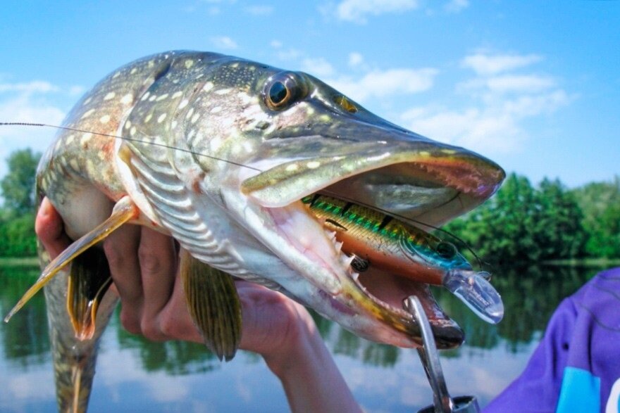 Поклёвка щуки на воблер