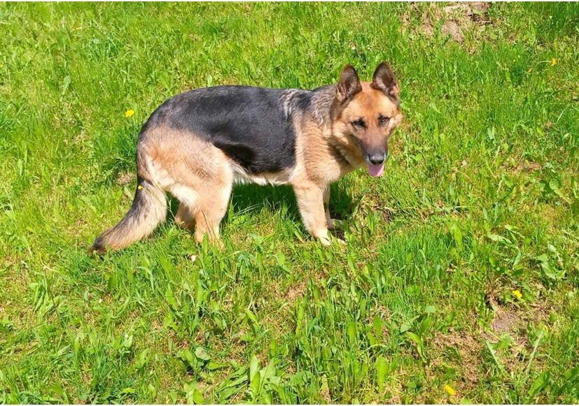    Четвероногие сотрудники отправляются на заслуженный отдых Pravda-nn.ru