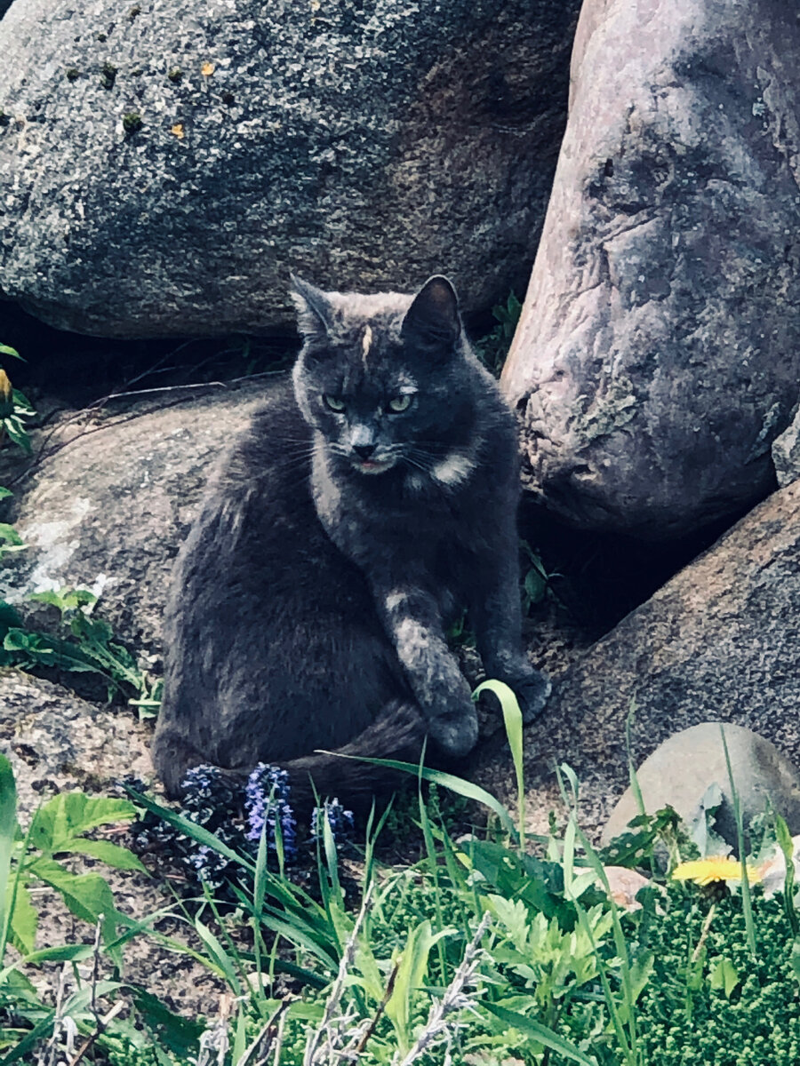 Мышка любит сидеть около теплых камней.
