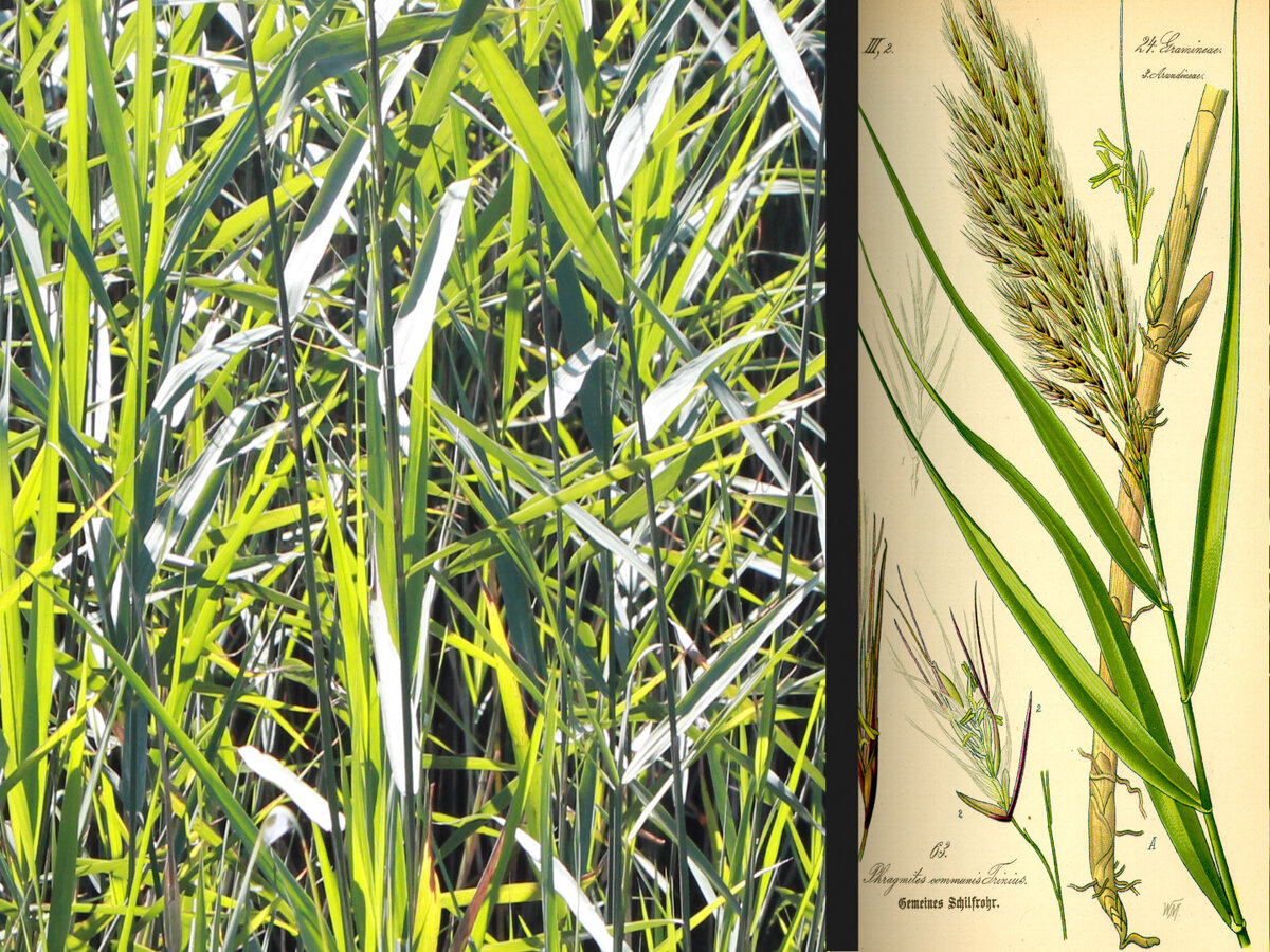 Тростник обыкновенный. 
По латыни – Phragmites australis 
Семейство: злаки (Poaceae)
Род: Тростник (Phragmites)
