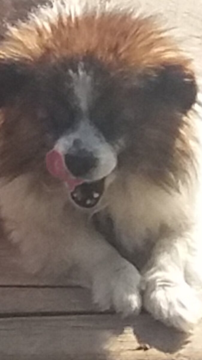 Старенький, половина зубов выпала уже, как и у хозяйки)))