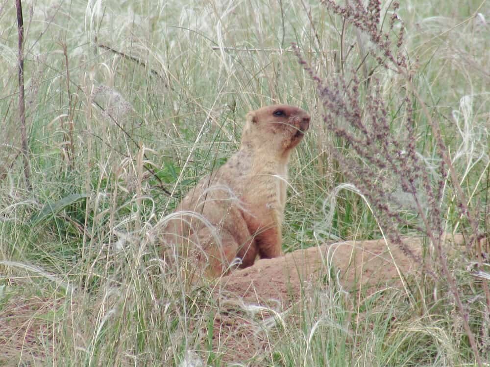 Любопытный разведчик