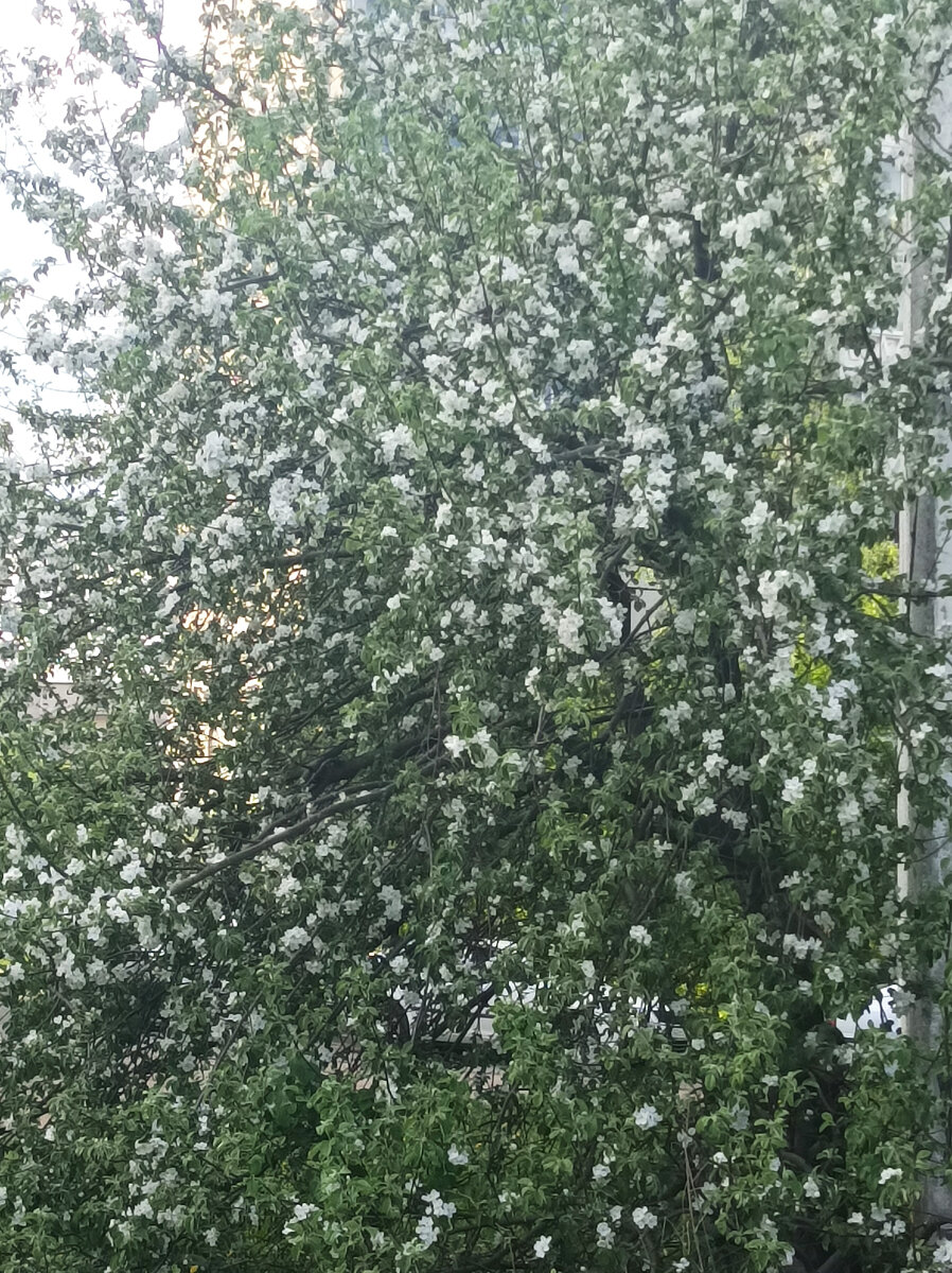 Яблоня цветёт