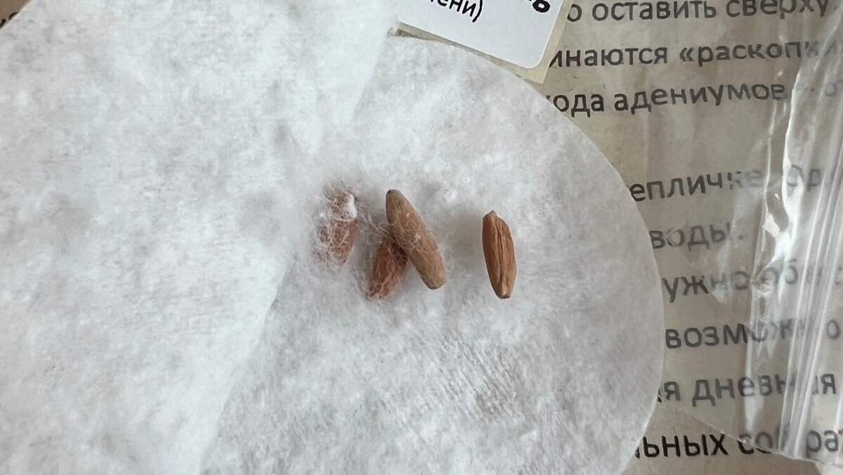 Семена адениумов