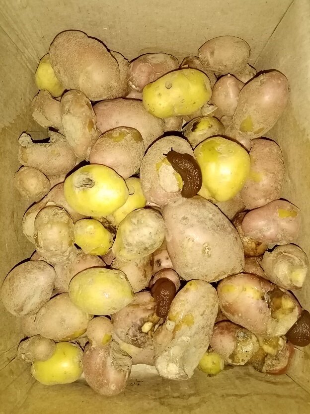 Не было ни единого целого клубня. Снизу сожрала медведка.