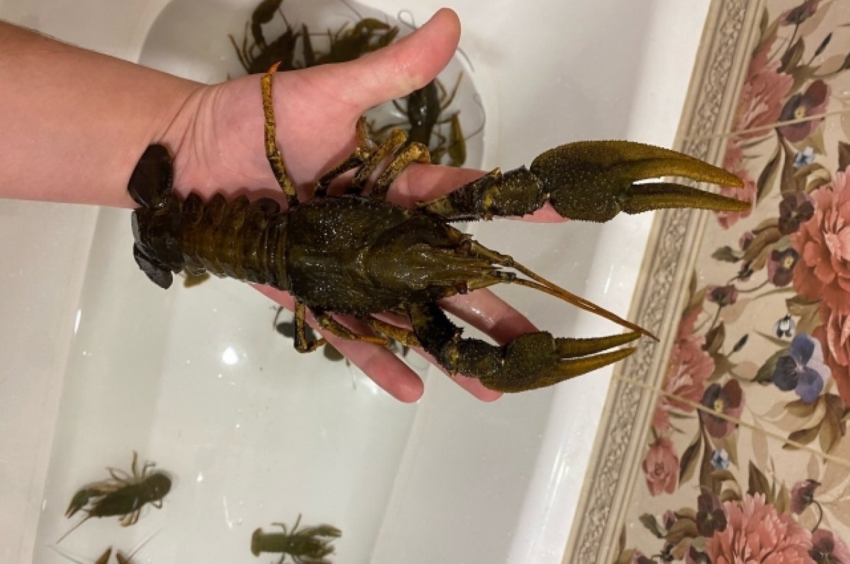    Житель Новосибирска поймал ванну крупных раков в черте города