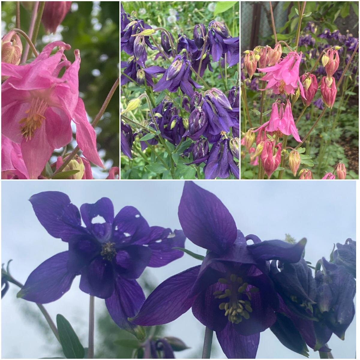 Орлики. Люблю их.  Саморастущие, неприхотливые, цветут красиво.   Их косишь, по ним ходишь, выпалываешь их - а они не обижаются, всё равно вырастают и опять цветут. У октябринов ещё такая тяга к жизни, но октябрины не жалую. Но меня никто не спрашивает, растут и те и эти в избытке. 😁