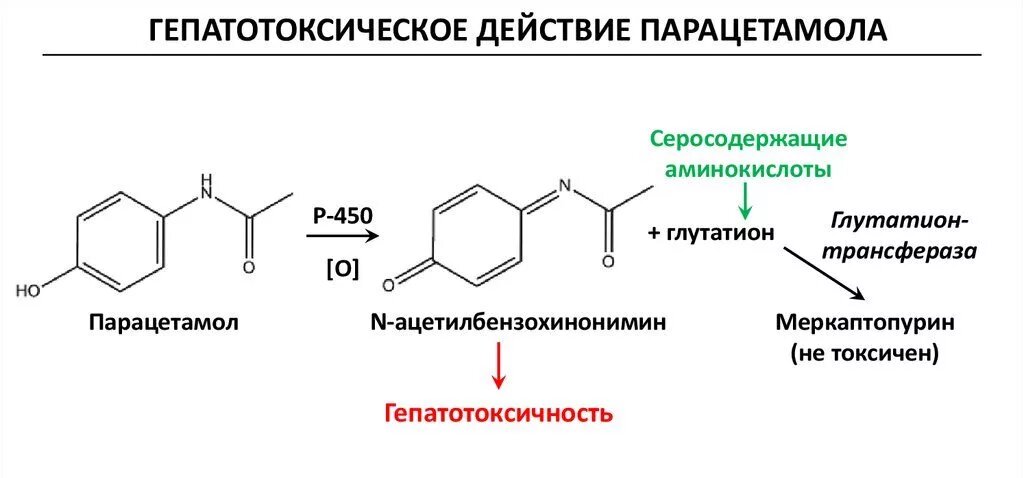 Гепатотоксическое действие парацетамола 