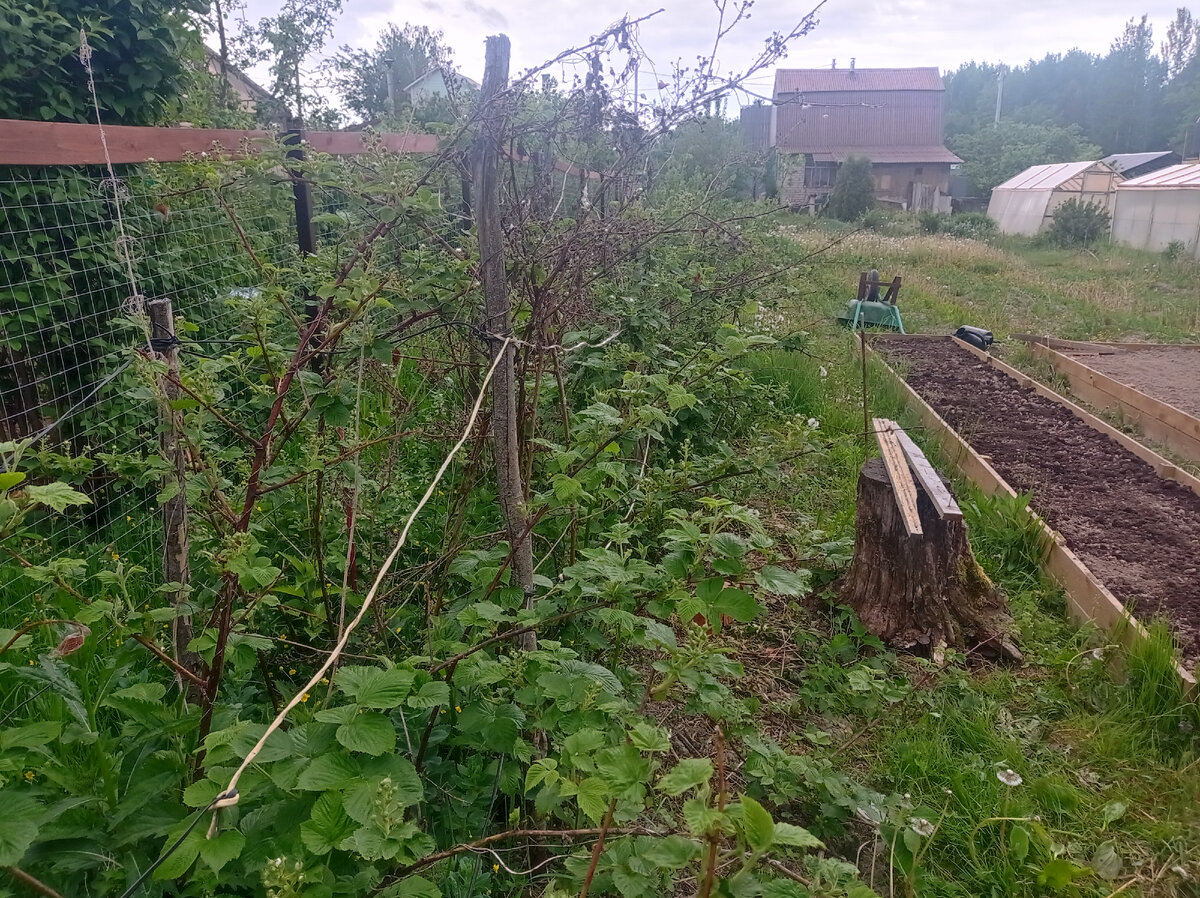 А вот ежевику в порядок пока не привела - надо вырезать старые ветки и укрепить опоры