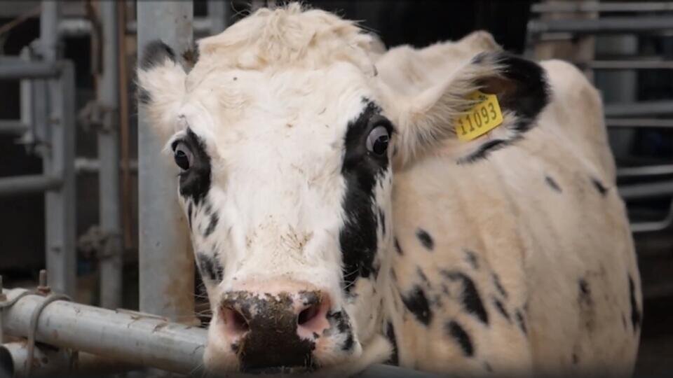 Фото: © Скриншот видео