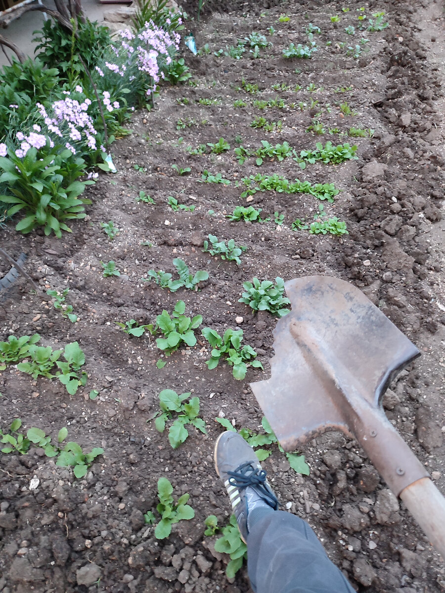 В таком состоянии была лопата. Уголочек прекрасно копал неглубокие ямы и рубил сорняки. Теперь мне нечем это делать. 