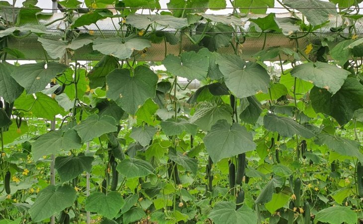     Помидоры и огурцы вверх ногами переворачивают подход к тепличному выращиванию
