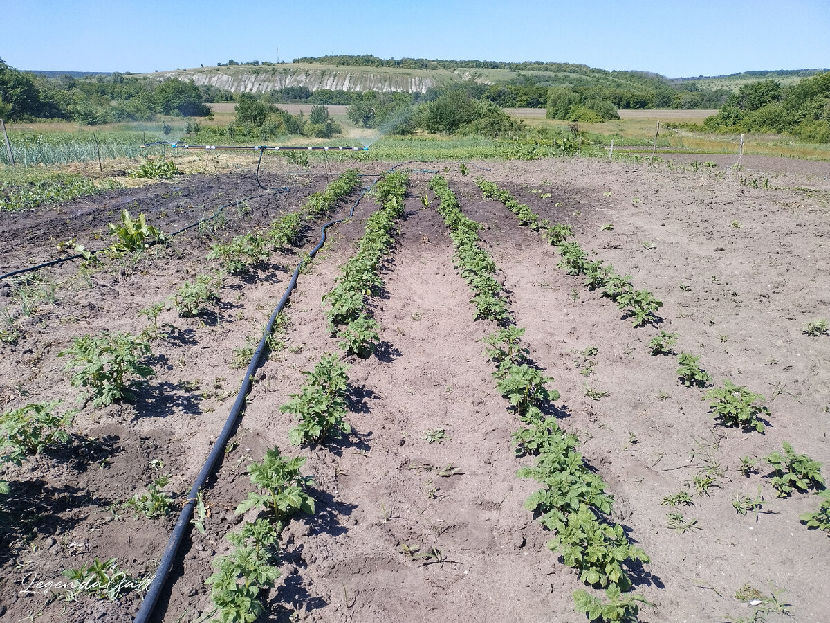 Поливалки работают, потом на арбузы переставила