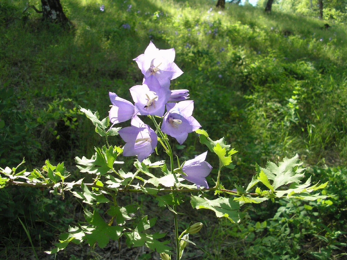 Вот он, красавец - колокольчик!