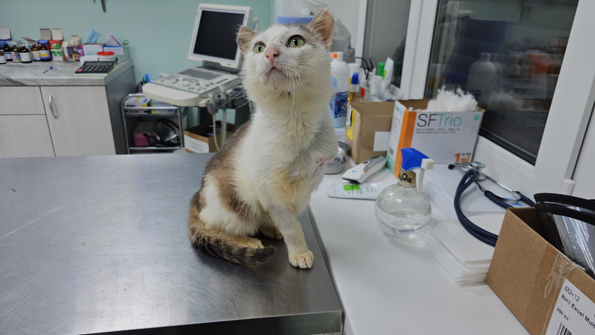 Фото автора. Наш трехлапик на осмотре.