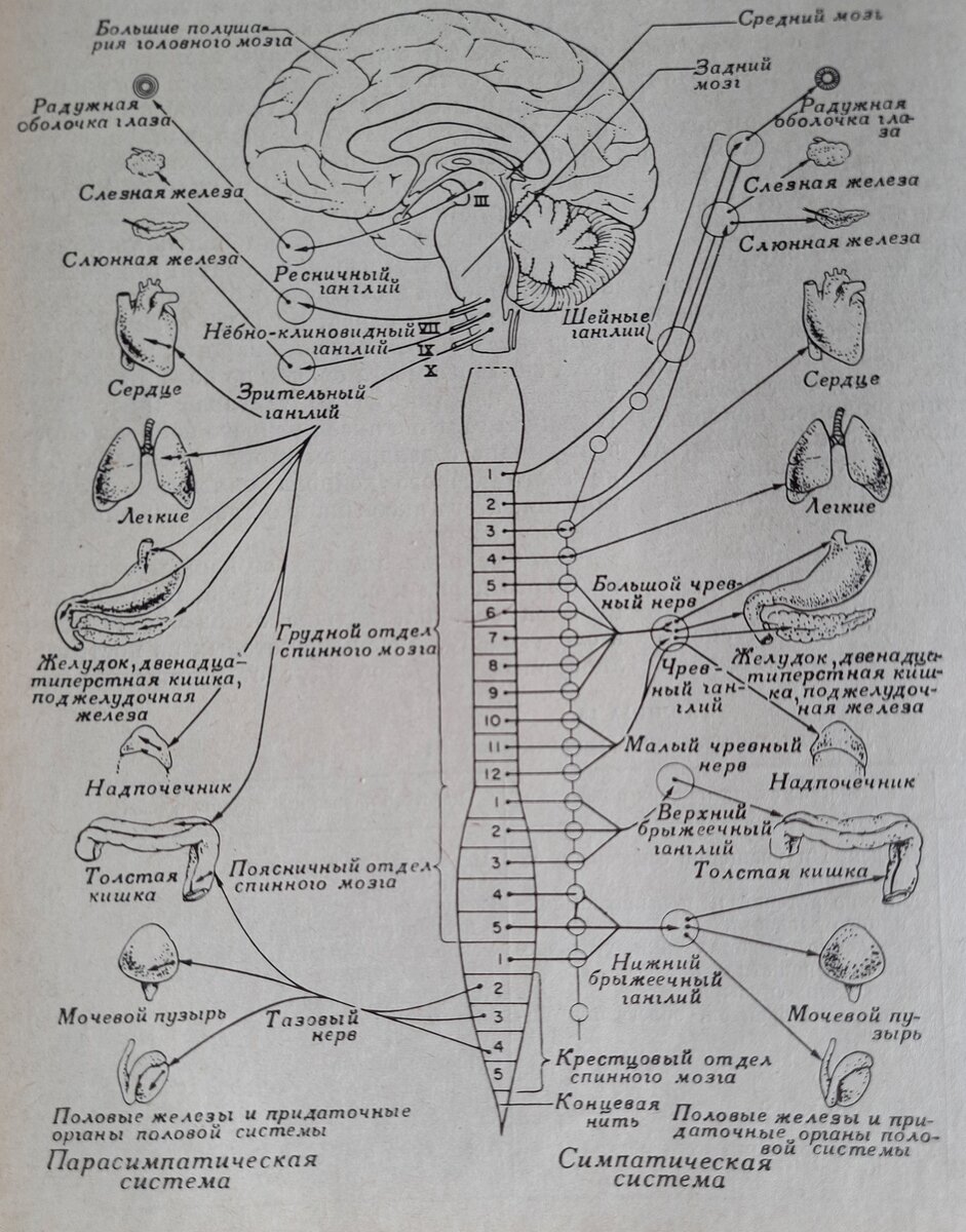 Рис. 1 - Вегетативная нервная система.
