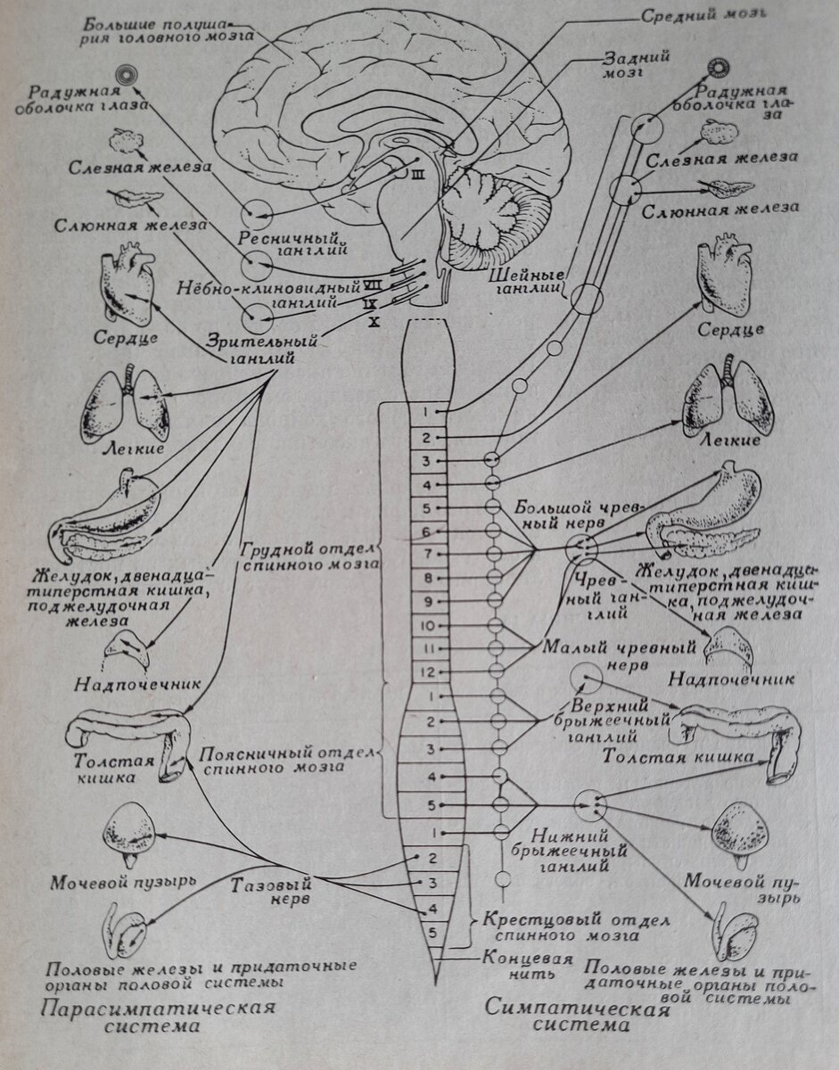 Рис. 1 - Вегетативная нервная система.