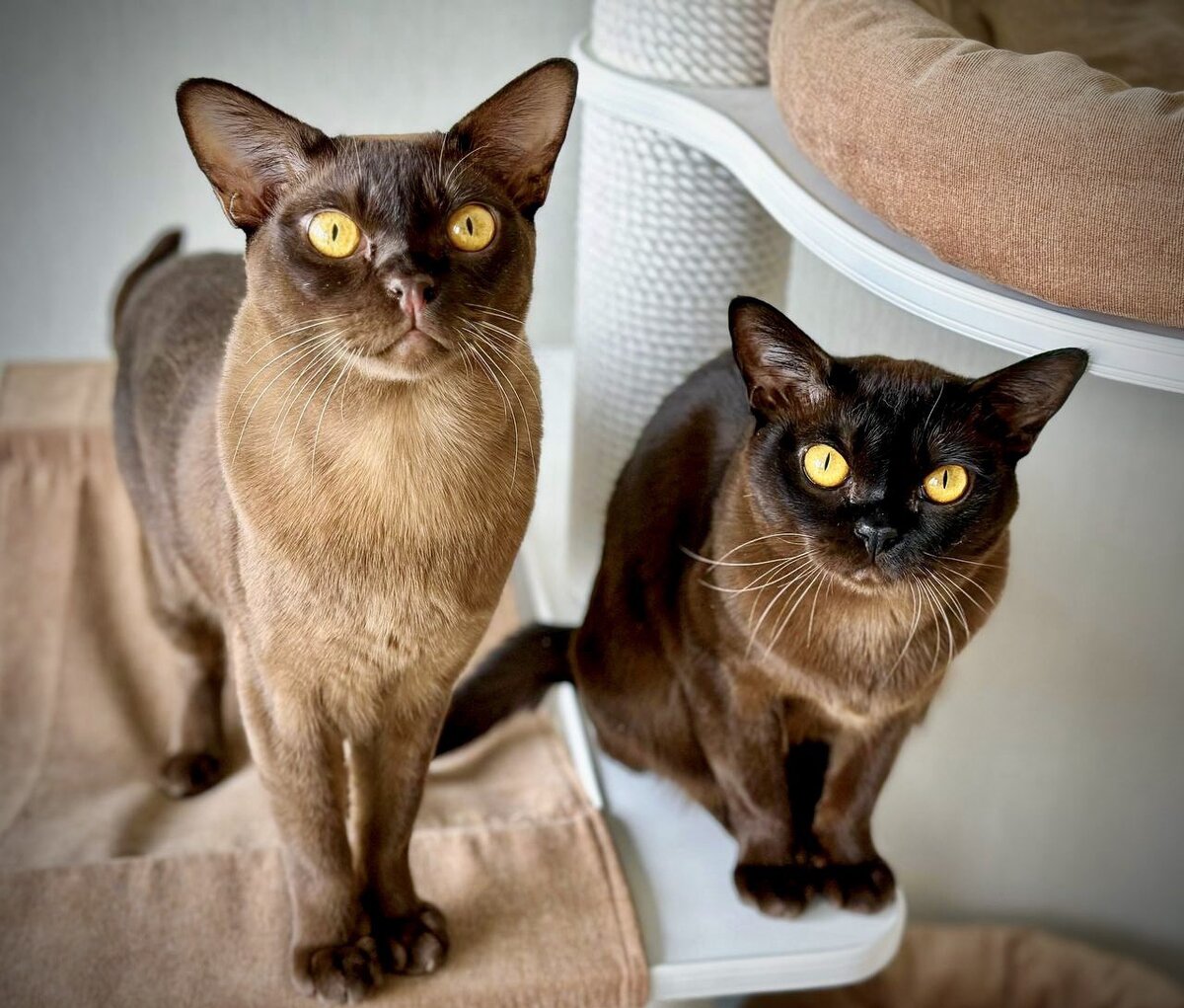Kit & Heaven - Jasper Burmese cats - кот и кошка породы европейская бурма, окрасы шоколадный и соболиный