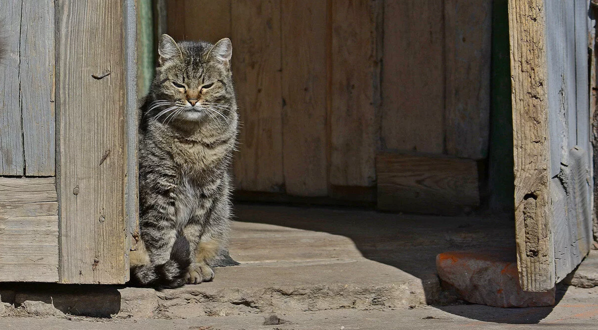 Коты деревенские и коты городские — это две большие разницы.  Нет, внешне они похожи, разве что у городских домашних кошек шёрстка будет почище, и общий вид более холёный.