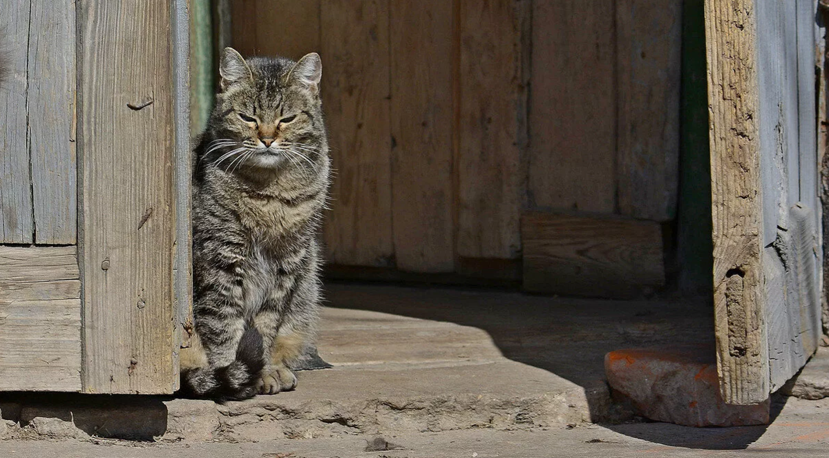 🐱Чем отличаются деревенские кошки от городских: здоровье, характер,  питание, долголетие | Нос, хвост, лапы | Дзен