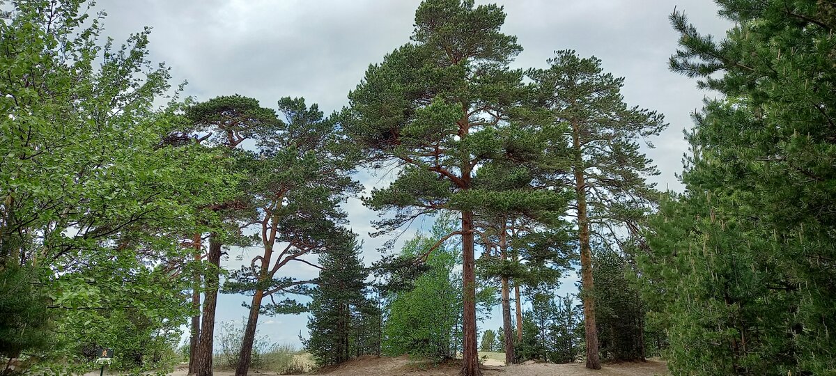 Сосны и песок на берегу.