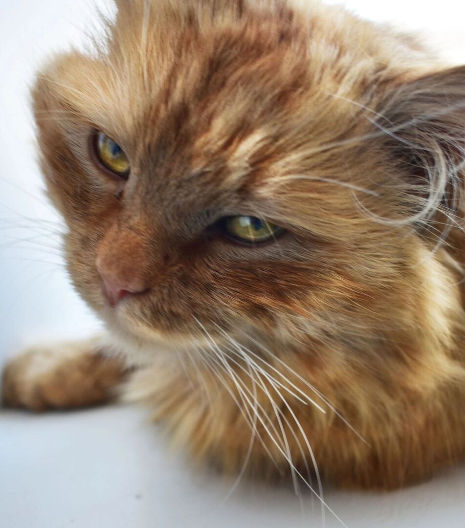 �������� ��������� ����������. 