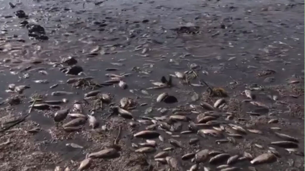    Скриншот видео «Страна.ua»