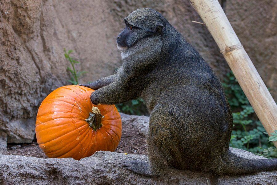 Обезьяна. Капкан 
