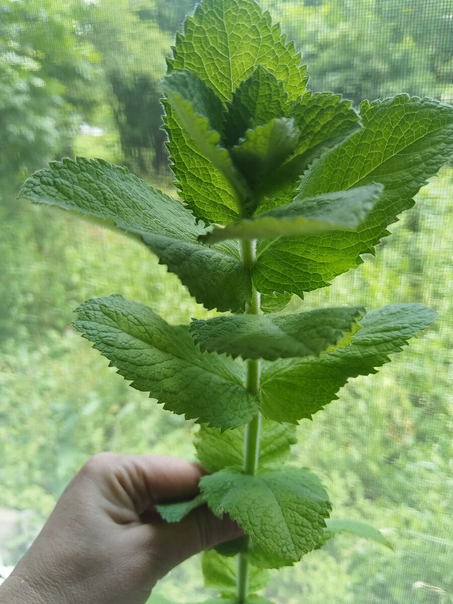 Мята яблочная. Ее можно добавлять к мясу