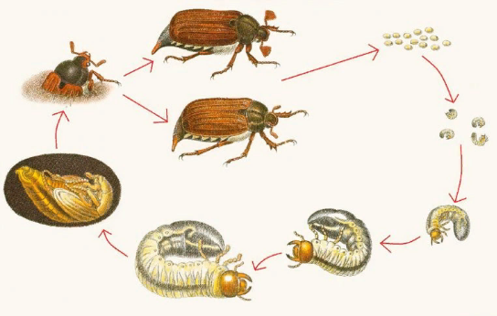 Схема развития майского жука от яйца до взрослого насекомого.