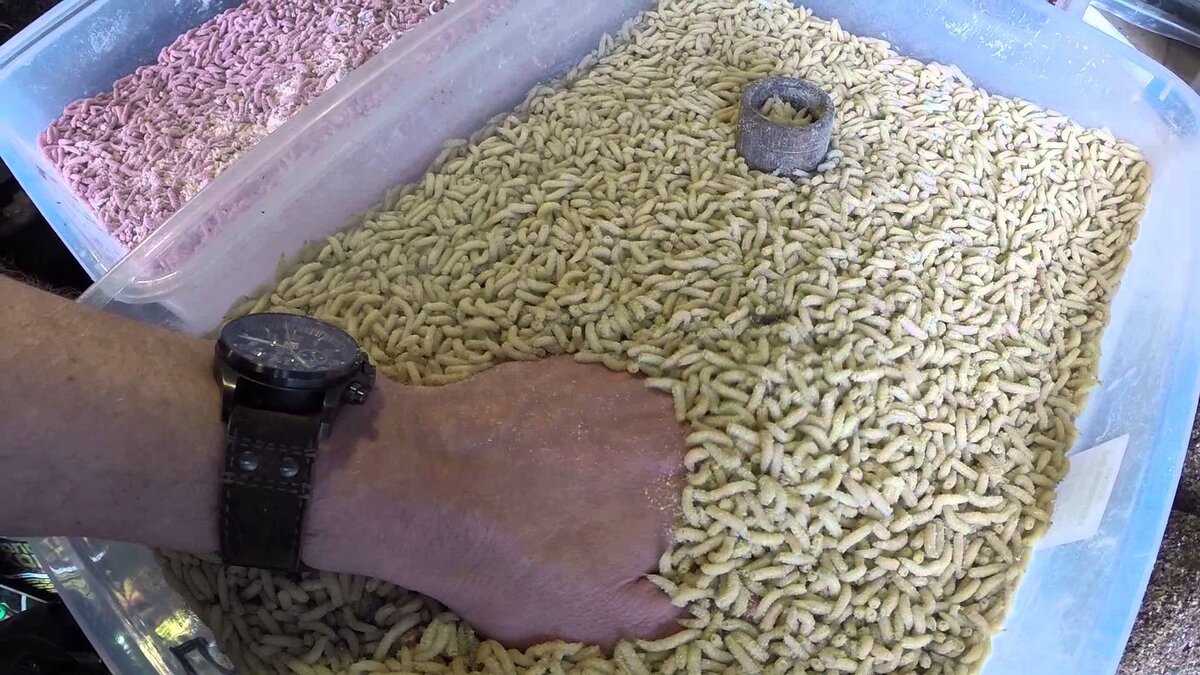 Фото с сайта: https://klev26.ru