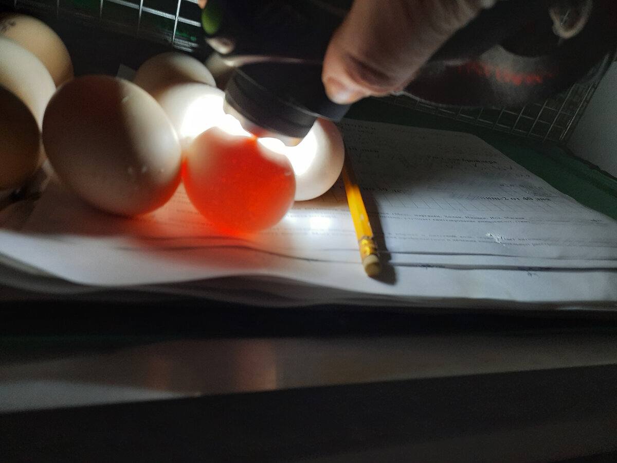 Первое овоскопирование яиц