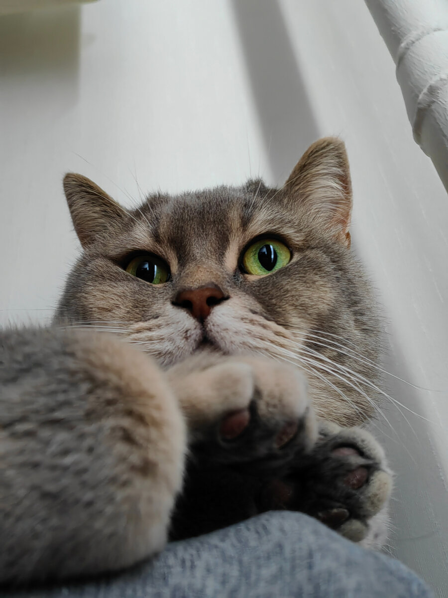 почему кот не хочет кошку
