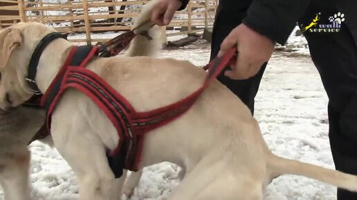 Прокат собачьих упряжек в Москве