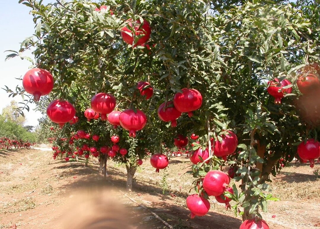 гранатовые сады