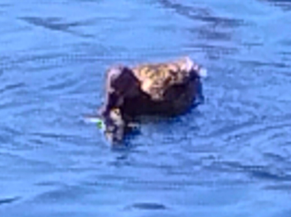 Кряква за обедом фото 16 апр 23г 