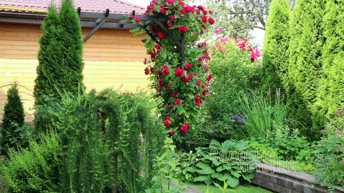 Роза Фламентанц на деревянной перголе (фото Садовые Истории) 