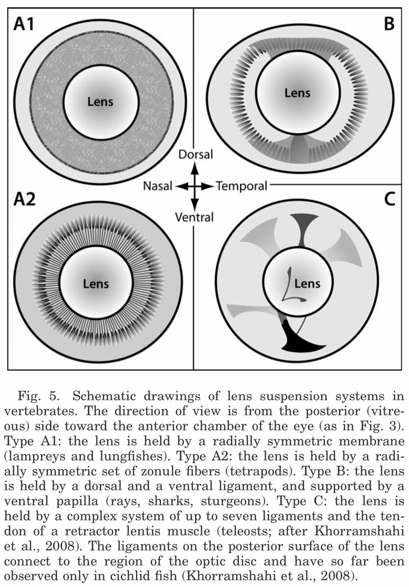 Типы подвеса хрустика к стенкам глазного яблока. Изображение взято из статьи Gustafsson OSE, Ekstrom P, Kroger RHH (2012) Sturgeons, sharks and rays have multifocal crystalline lenses and simi- lar lens suspension apparatuses