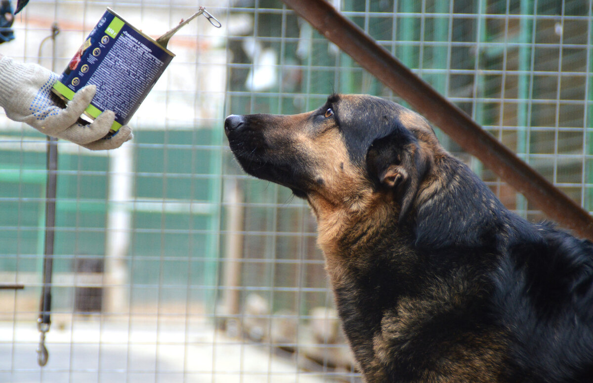 Волонтёры стараются по возможности угощать собак в приютах консервами.