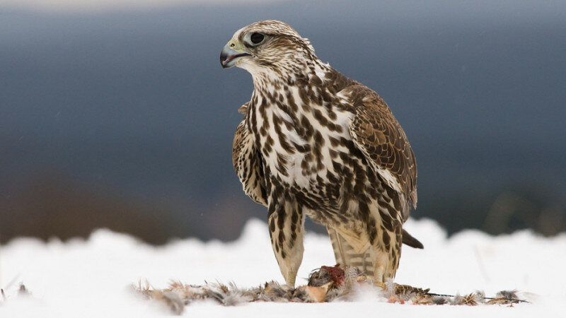     Балобан, сокол ru.wikipedia.org