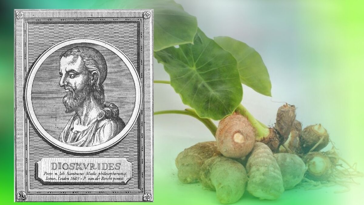 Диоскорид и дикий ямс. Похожи, правда? // изображения wikipedia.org, aromatize.ru