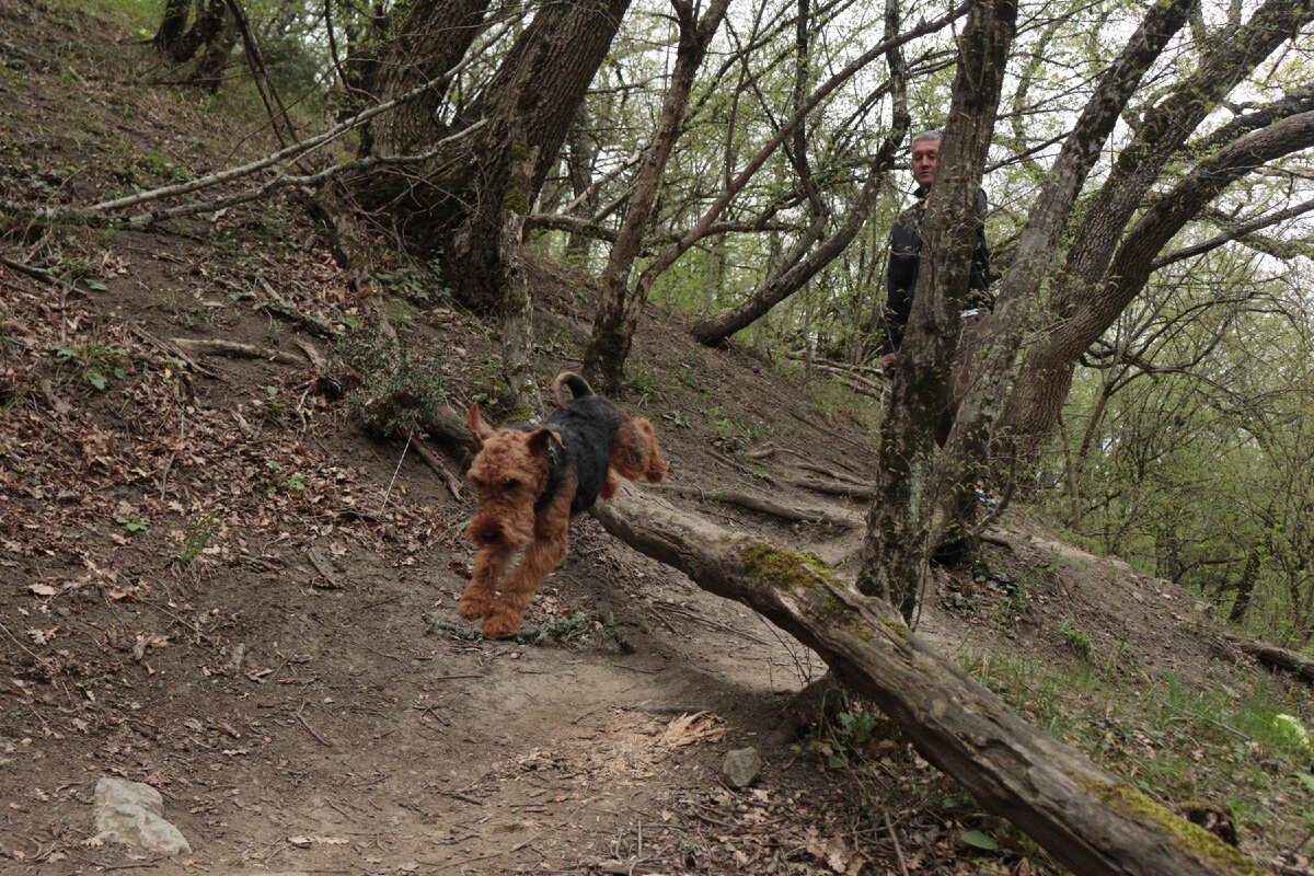 Бакс перепрыгивает бревно