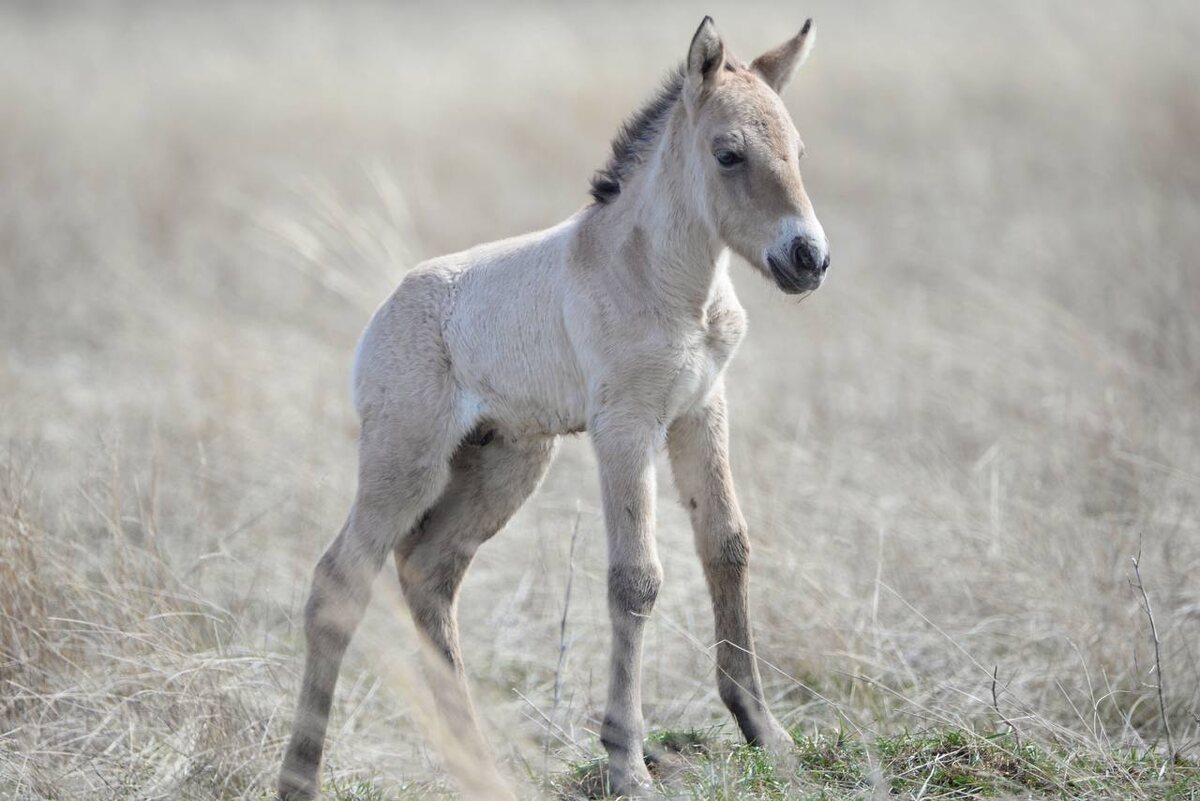  📷    В заповеднике «Предуральская степь» в этом году родился первый жеребенок Марина Шарт