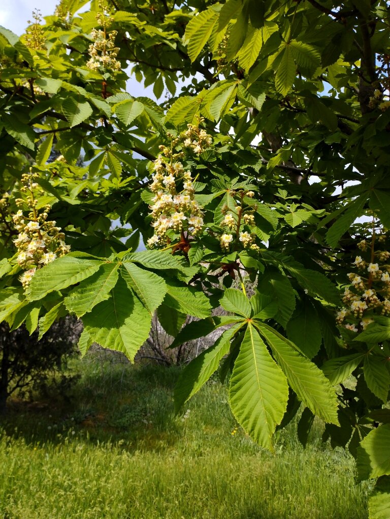 Цветут каштаны. Фото автора канала
