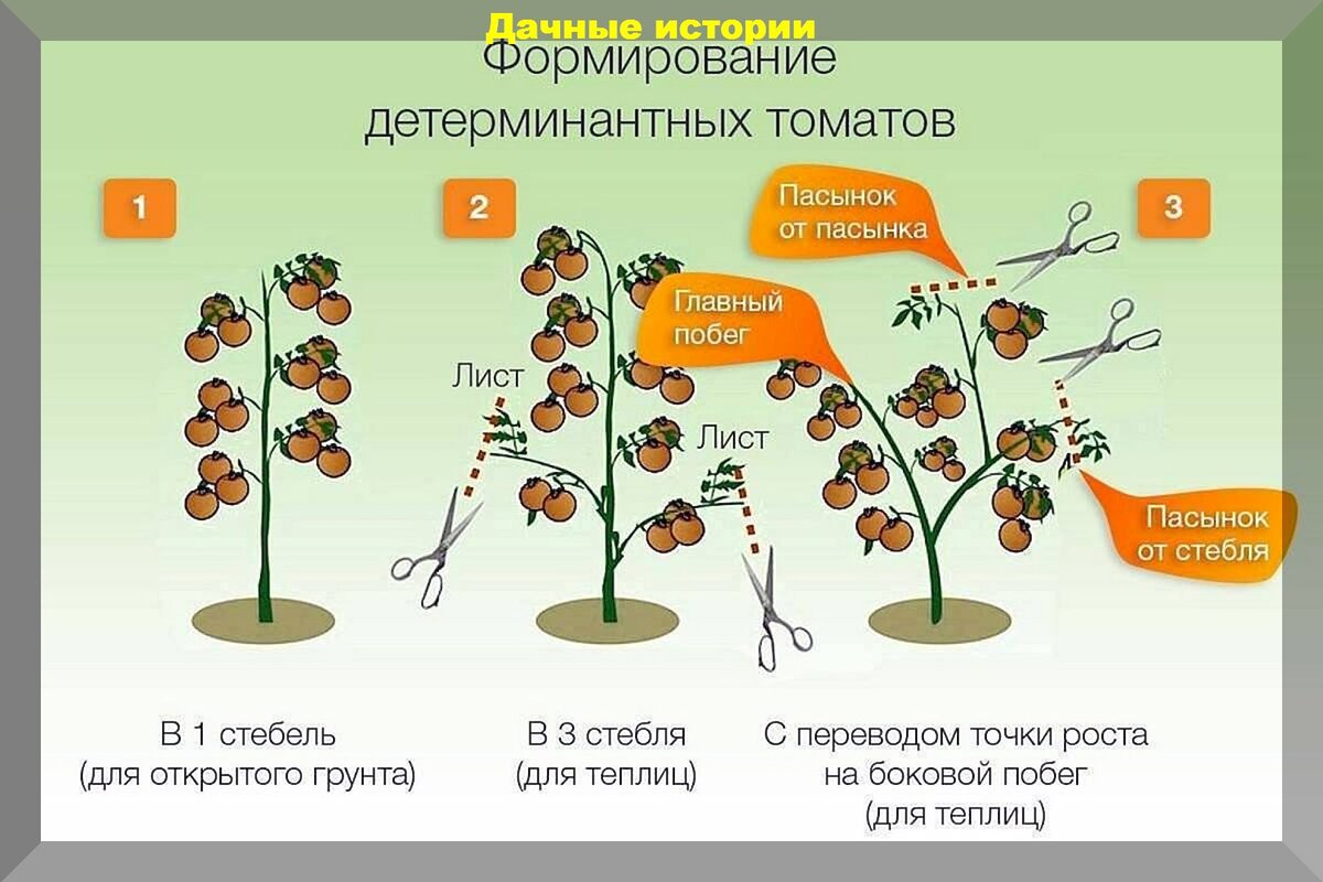 Нормы посадки цветочной рассады