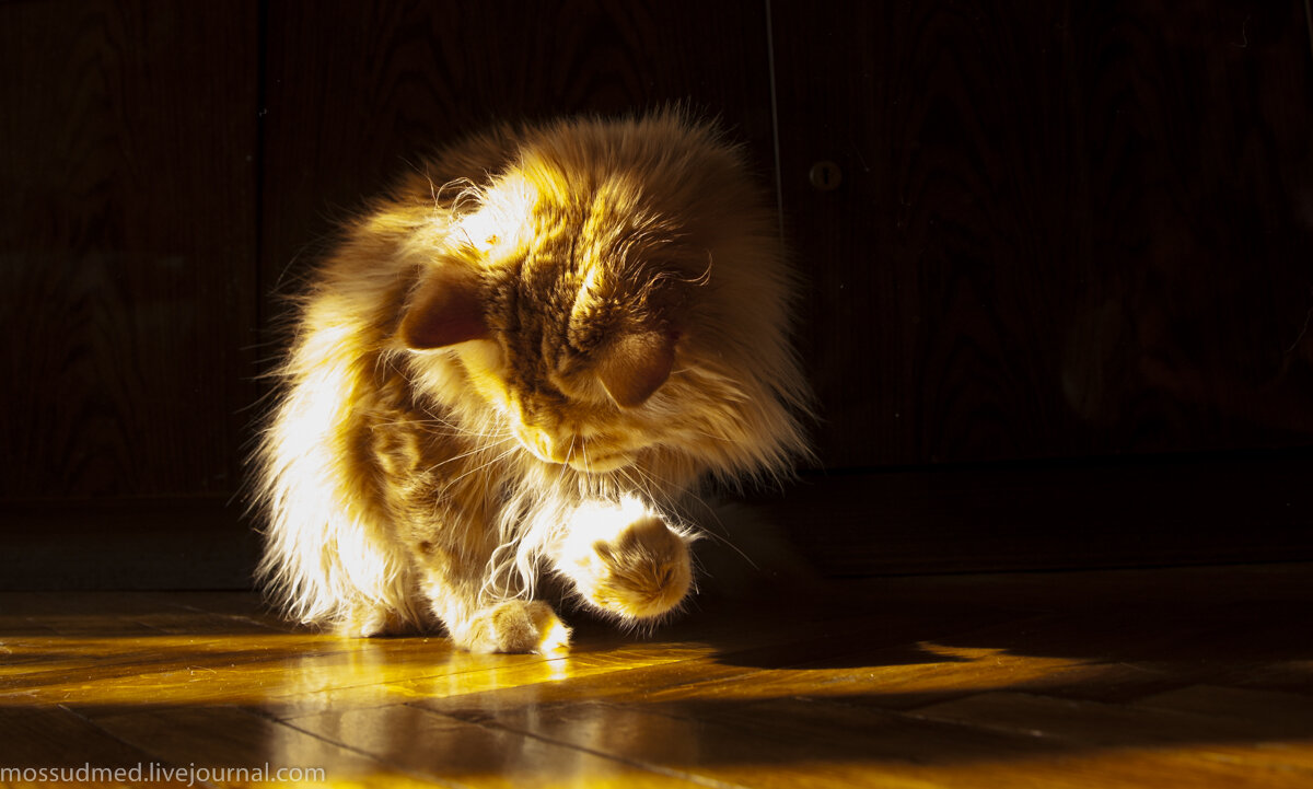 Солнечный зайчик играть. Солнечный зайчик. Кот на солнце. Праздник солнечных зайчиков. Кот и Солнечный зайчик.