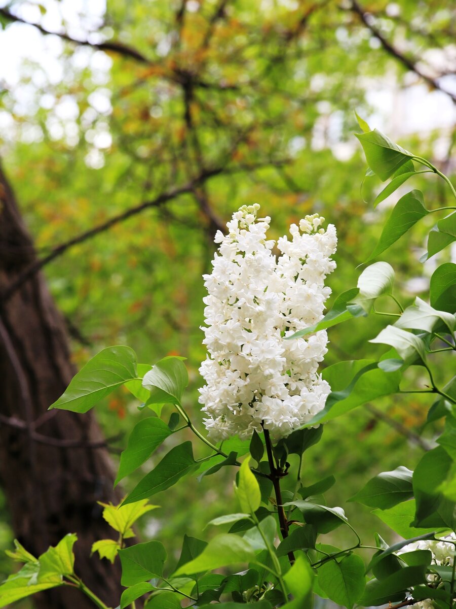 № 1. F = 120mm,  1/125