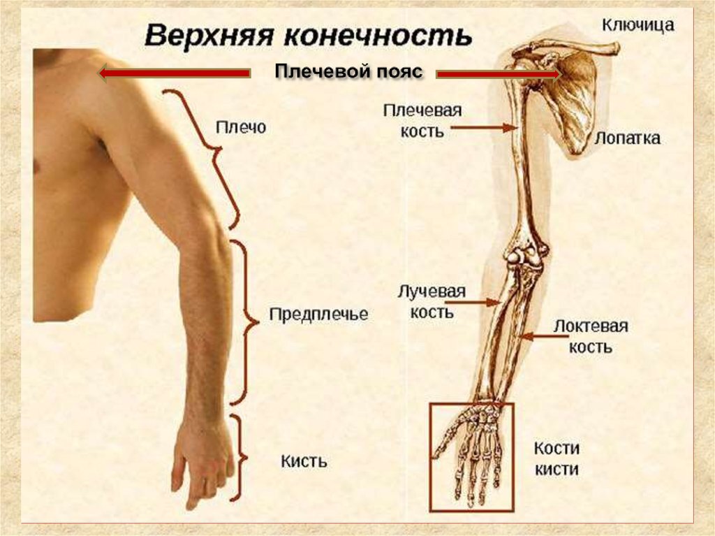 подсказка для таких же как я "ботаников"