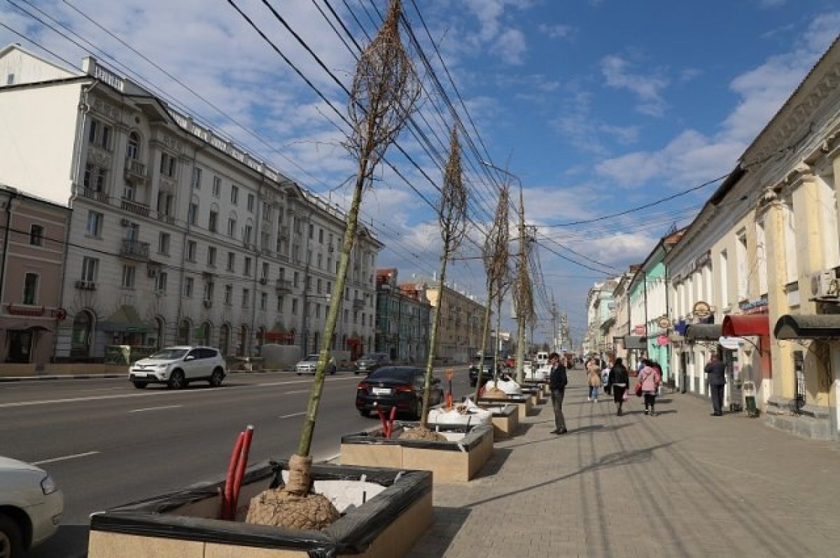    На проспекте Ленина в Туле над высаженными деревьями поднимут провода