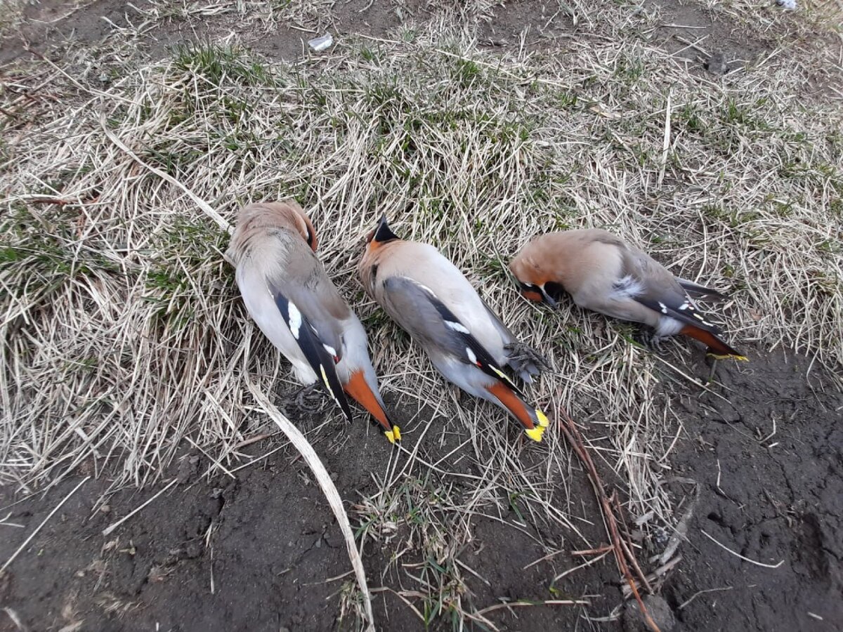 Жительница Барнаула нашла на улице опьяневших свиристелей. Две птицы ...